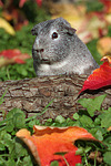 kleintierfotos meerschwein_-_glatthaarig