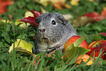 kleintierfotos meerschwein_-_glatthaarig