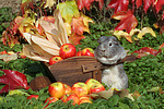 kleintierfotos meerschwein_-_glatthaarig