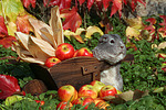 kleintierfotos meerschwein_-_glatthaarig