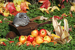 kleintierfotos meerschwein_-_glatthaarig