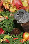 kleintierfotos meerschwein_-_glatthaarig