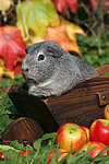 kleintierfotos meerschwein_-_glatthaarig