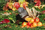 kleintierfotos meerschwein_-_glatthaarig