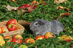 kleintierfotos meerschwein_-_glatthaarig