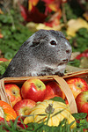kleintierfotos meerschwein_-_glatthaarig