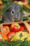 kleintierfotos meerschwein_-_glatthaarig