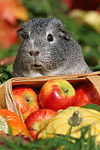 kleintierfotos meerschwein_-_glatthaarig