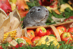 kleintierfotos meerschwein_-_glatthaarig