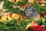 kleintierfotos meerschwein_-_glatthaarig