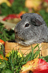 kleintierfotos meerschwein_-_glatthaarig