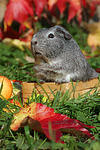 kleintierfotos meerschwein_-_glatthaarig