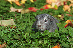 kleintierfotos meerschwein_-_glatthaarig
