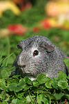 kleintierfotos meerschwein_-_glatthaarig