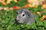 kleintierfotos meerschwein_-_glatthaarig