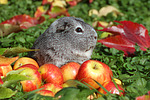 kleintierfotos meerschwein_-_glatthaarig