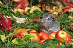 kleintierfotos meerschwein_-_glatthaarig