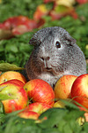 kleintierfotos meerschwein_-_glatthaarig
