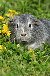 kleintierfotos meerschwein_-_glatthaarig