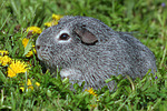 kleintierfotos meerschwein_-_glatthaarig