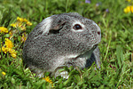kleintierfotos meerschwein_-_glatthaarig
