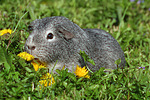 kleintierfotos meerschwein_-_glatthaarig