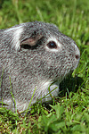 kleintierfotos meerschwein_-_glatthaarig