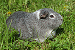 kleintierfotos meerschwein_-_glatthaarig