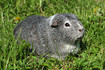 kleintierfotos meerschwein_-_glatthaarig