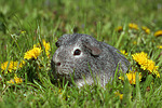 kleintierfotos meerschwein_-_glatthaarig