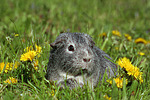 kleintierfotos meerschwein_-_glatthaarig