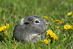 kleintierfotos meerschwein_-_glatthaarig