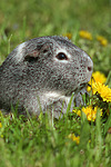 kleintierfotos meerschwein_-_glatthaarig