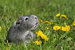 kleintierfotos meerschwein_-_glatthaarig