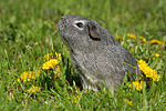 kleintierfotos meerschwein_-_glatthaarig
