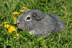 kleintierfotos meerschwein_-_glatthaarig