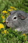 kleintierfotos meerschwein_-_glatthaarig