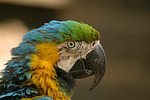 vogelfotos ara