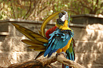 vogelfotos ara