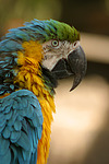 vogelfotos ara