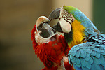 vogelfotos ara