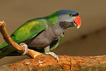 vogelfotos chinasittich