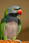 vogelfotos chinasittich
