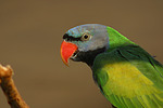 vogelfotos chinasittich