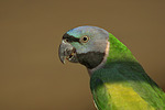 vogelfotos chinasittich