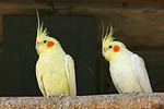 vogelfotos nymphensittich