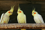 vogelfotos nymphensittich