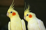 vogelfotos nymphensittich