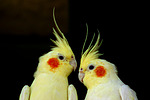 vogelfotos nymphensittich