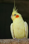 vogelfotos nymphensittich